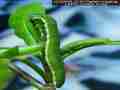 Third instar Sara Orange-Tip butterfly larvae filmed on various days in May, 2008